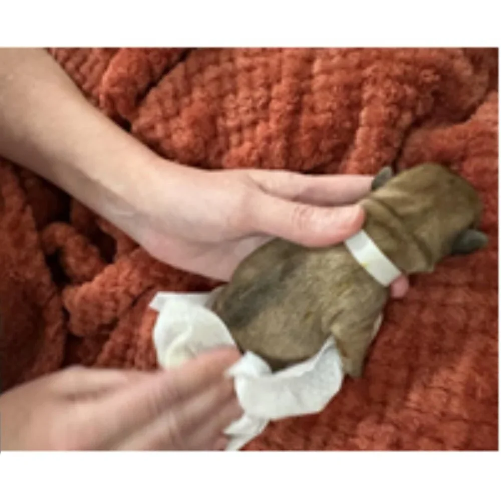 New & Unopened Package oArm & Hammer Coconut Water Gentle Puppy Wipes, 100 count